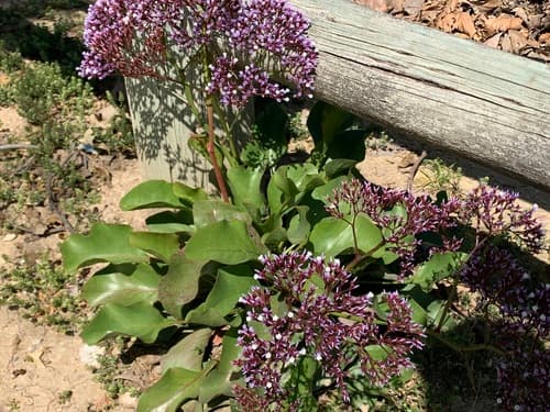 Perez's sea lavender