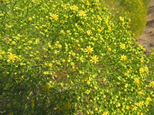 prairie broomweed