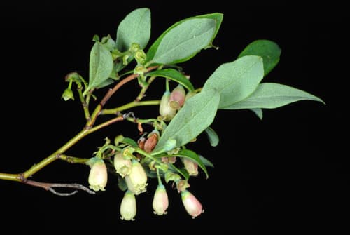 Early Lowbush Blueberry