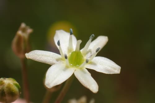 Sea Muilla Flower (Not a Bonsai)