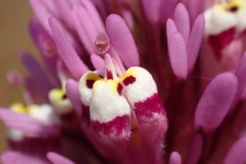 Dense-flowered Owl's-clover Bloom