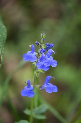 Salvia scutellarioides