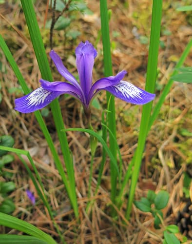 Pilgrim Iris