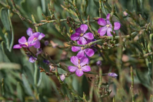 Limoniastrum monopetalum Bonsai