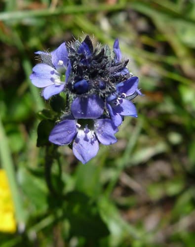 Alpine Speedwell