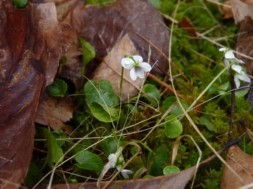 Northern White Violet