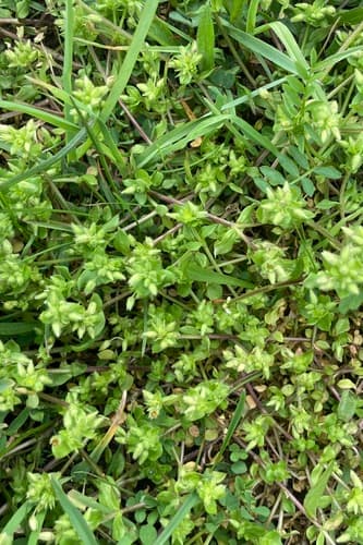 Lesser Chickweed Specimen
