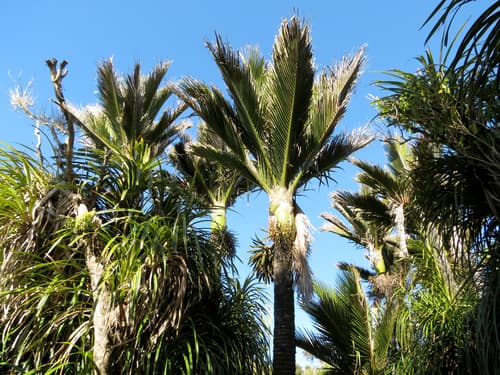 Nīkau palm