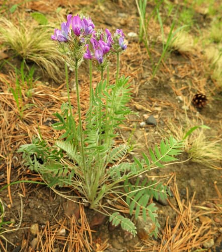 Oxytropis strobilacea