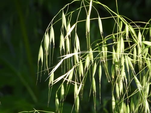 Wild Oat