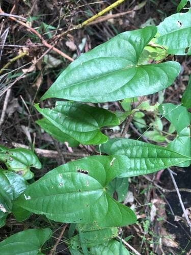 Common Yam Vine Bonsai