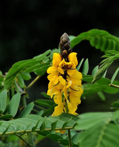 Peanut-Butter Cassia