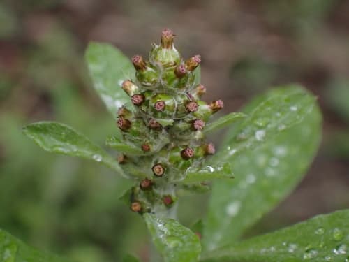 Pennsylvania Cudweed