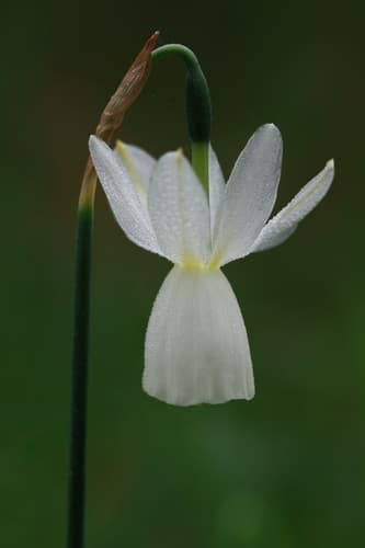 Angel's-tears Flower