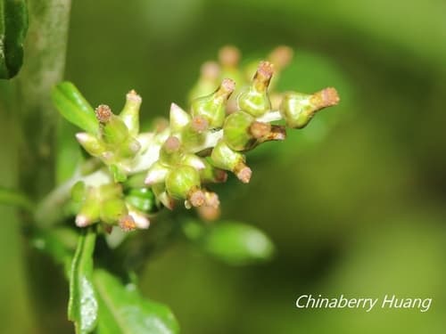 American Everlasting Plant Buds