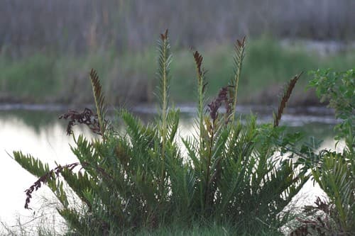 Giant leather fern