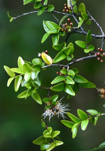 white climbing rātā