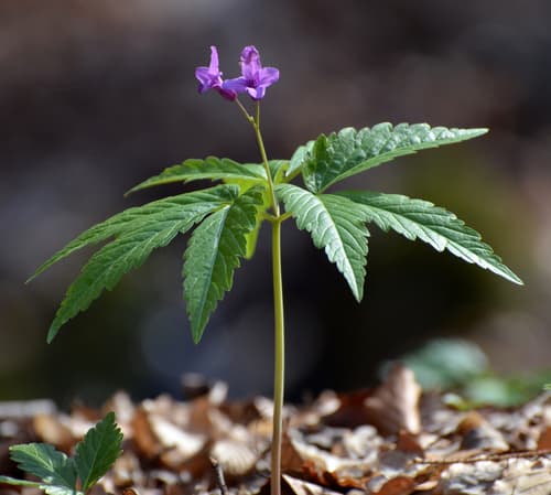 Cardamine glanduligera