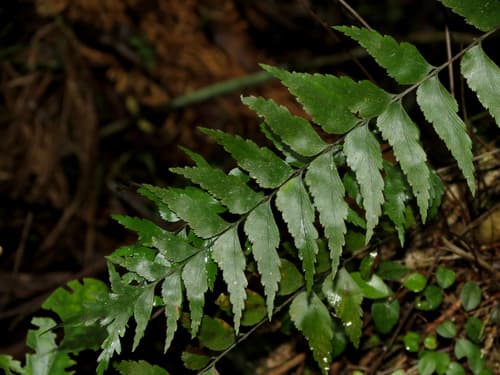 Mare's Tail Fern