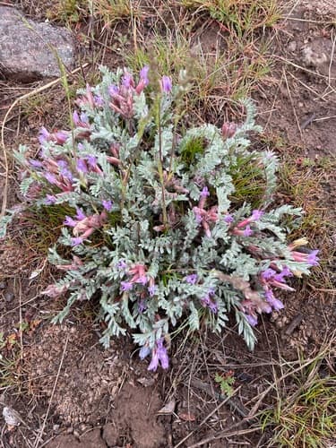 Woollypod Milkvetch Bonsai