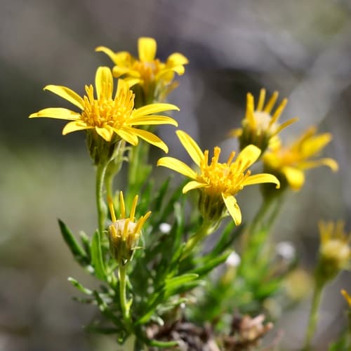 Narrowleaf Goldenbush