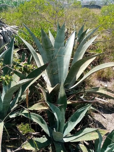 Agave cordillerensis