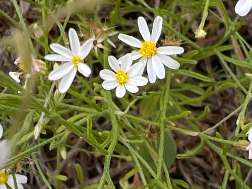 Arkansas Leastdaisy