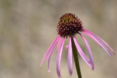 Pale Purple Coneflower