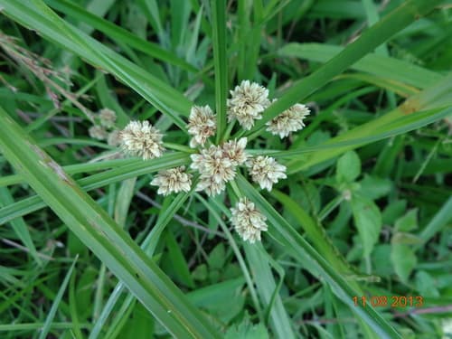 Rush-like Flatsedge