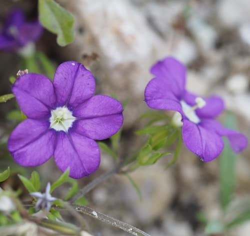 Common Venus'-looking-glass