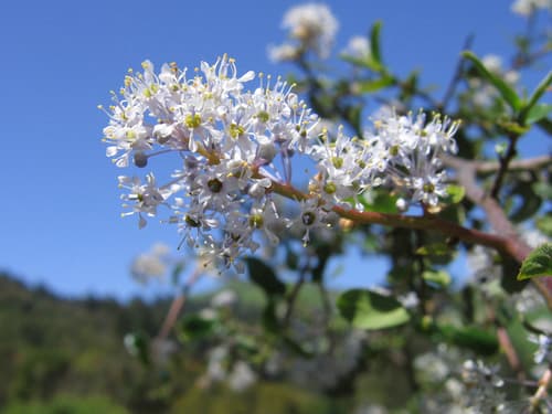 Hairy Ceanothus Bonsai