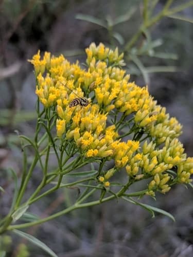 Gumhead (Not a Bonsai Specimen)