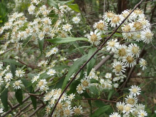 Snowy Daisy-bush Bonsai