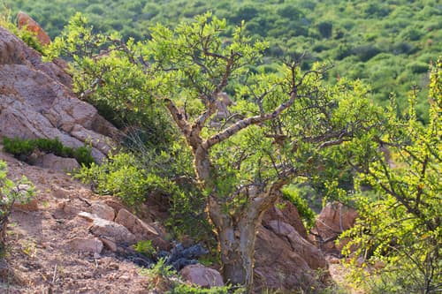 Elephant Tree Bonsai