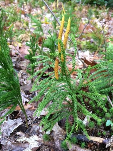 Hickey's Tree-Clubmoss Specimen