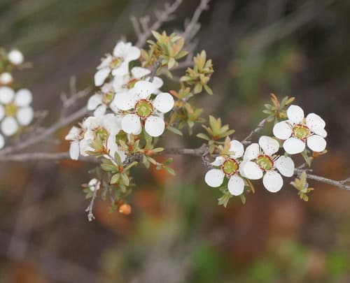 Heath Teatree