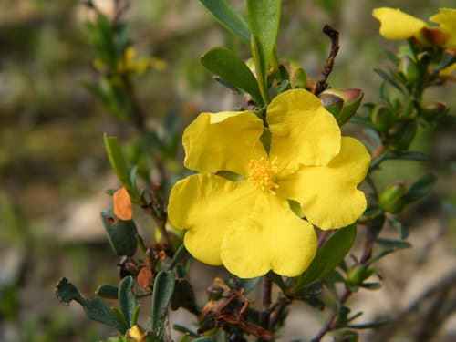 Grey Guinea Flower