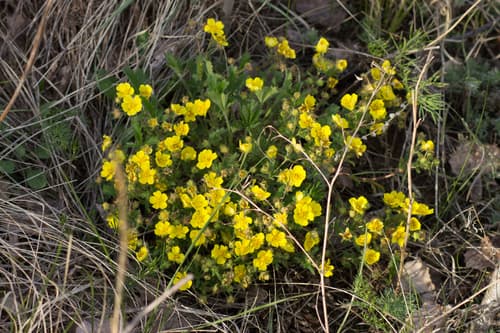 Potentilla humifusa