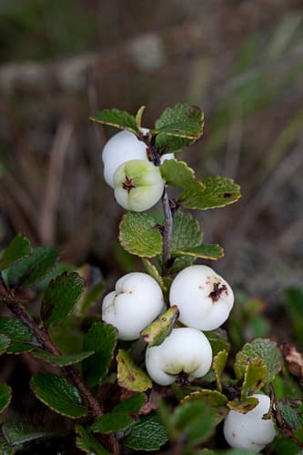 Mountain Snowberry Bonsai