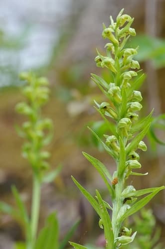 Frog Orchid