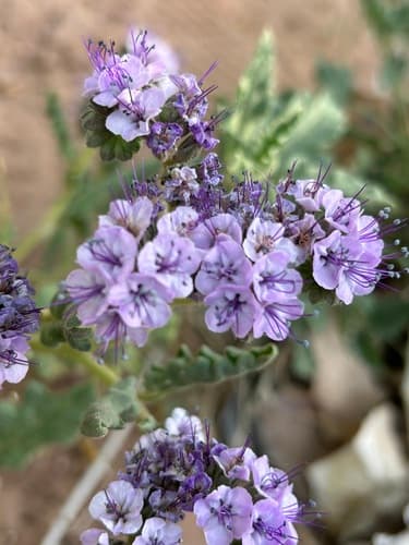 Gypsum Phacelia Bonsai