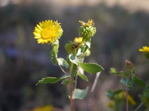 Subalpine Gumweed