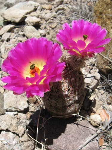 Rainbow Hedgehog Cactus
