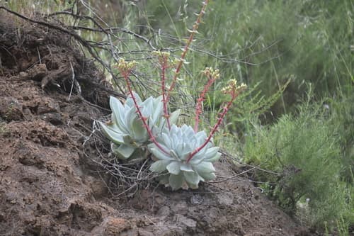 Britton's Dudleya