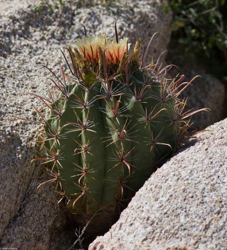 Ferocactus townsendianus