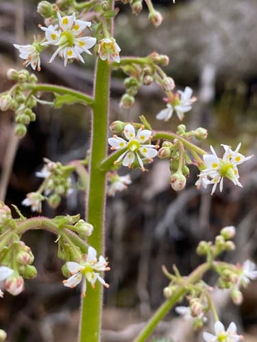 Lettuceleaf Saxifrage