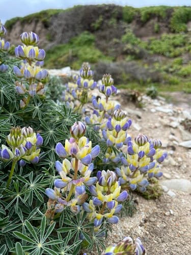 Varied Lupine