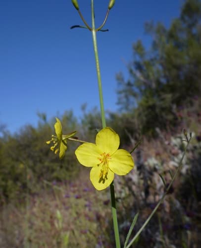 California primrose