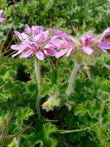 Rose-scented Geranium