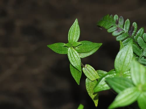 Hairy Pouzolz's Bush